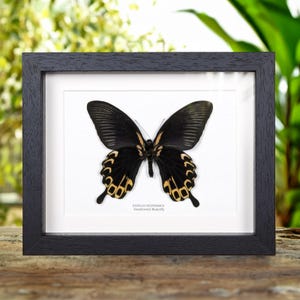 Swallowtail Yellow-form Butterfly Ventral Side In Box Frame (Papilio deiphobus)