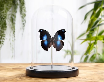 Great Blue Moonset Butterfly in Glass Dome with Wooden Base (Napeocles jucunda)