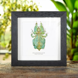 Gray's Leaf Insect in Box Frame (Phyllium bioculatum)