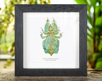 Gray's Leaf Insect in Box Frame (Phyllium bioculatum)