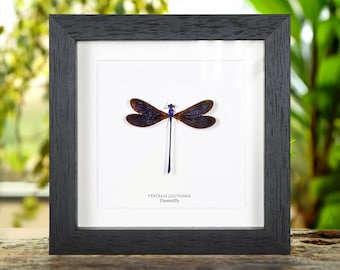 Damselfly In Box Frame (Vestalis luctuosa)