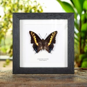 Giant Emperor Butterfly In Box Frame (Charaxes castors)