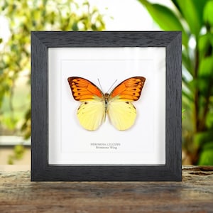 Brimstone Wing Butterfly In Box Frame (Hebomoia leucippe)