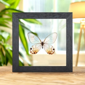 The Amber Phantom Butterfly in Clear Glass Frame (Haetera piera)