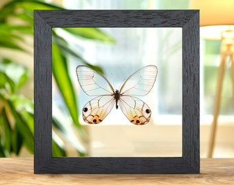 Prepona Praeneste Butterfly From Peru in Clear Glass Box Frame - Etsy