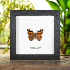 Indian Red Admiral Butterfly In Box Frame (Vanessa indica indica)