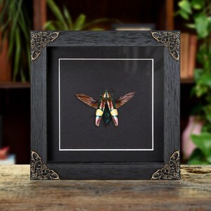 Metallic Wood-boring Beetle In Baroque Style Frame (Chrysochroa saundersi)