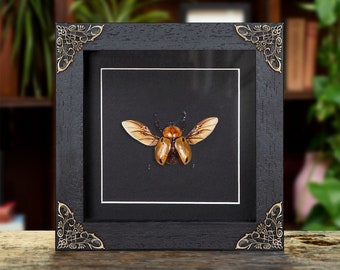 Glossy Horn Beetle In Baroque Style Frame (Brachysiderus quadrimaculatus)