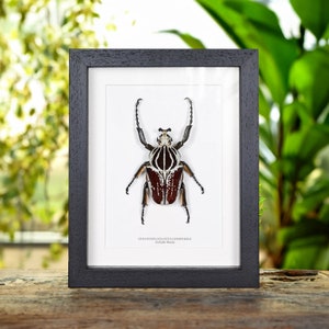 Goliath Beetle In Box Frame (Goliathus goliatus conspersus)