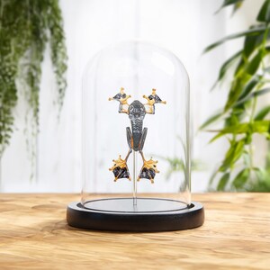 Green Flying Frog In Glass Dome (Rhacophorus reinwardtii)