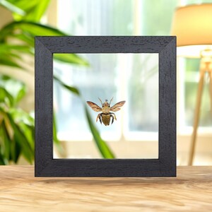 The Carpenter Bee in Clear Glass Frame (Xylocopa confusa)