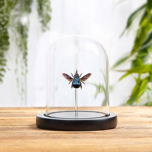 The Blue Carpenter Bee In Glass Dome (Xylocopa caerulea)