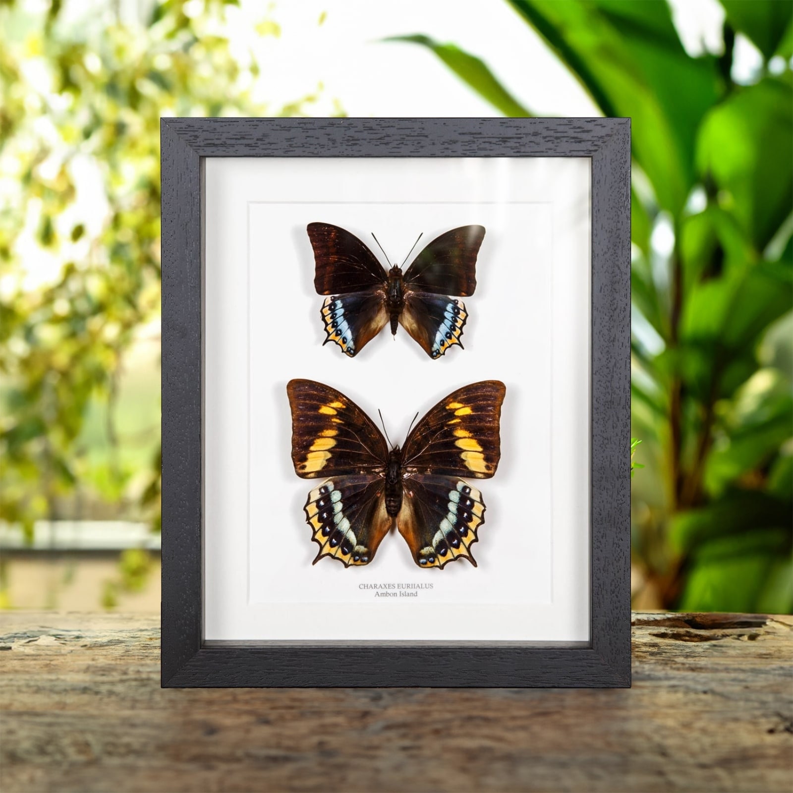 Charaxes eurialus Butterfly Male & Female Pair In Box Frame From Ambon Island