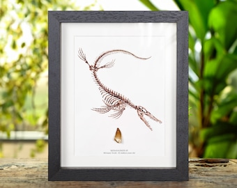Mosasaur Dinosaur Tooth Fossil &amp; Illustration (Mosasaurus sp)