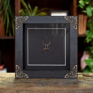 May include: A set of three ceramic vases in varying heights and shapes. The vases are glazed in a matte white finish, offering a minimalist aesthetic. The tallest vase is approximately 10 inches high.