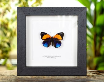 Dotted Glory Butterfly in Box Frame (Asterope markii davisi)