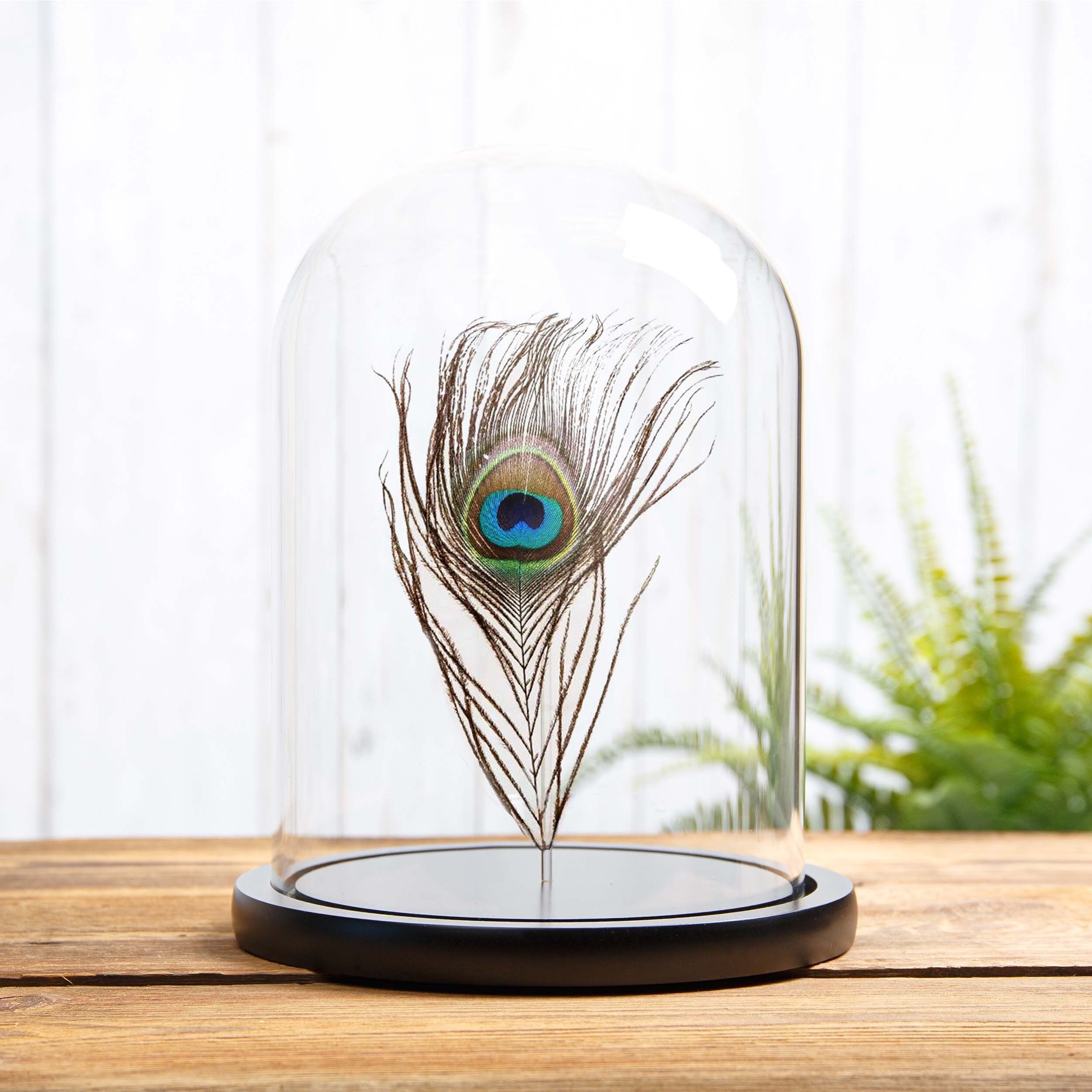 Peacock Feather From an Indian Peafowl in Glass Dome With - Etsy