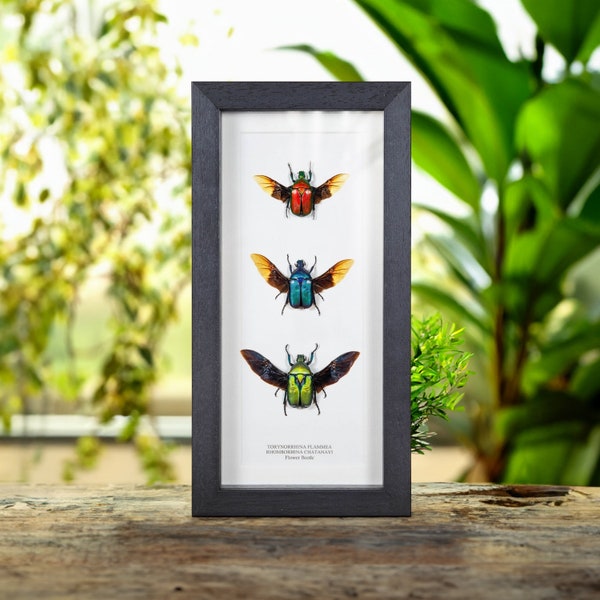 Flower Beetle Rainbow Trio with Wings Spread in Box Frame from Thailand