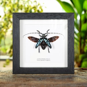 Green Spotted Longhorn In Box Frame (Anoplophora sollii)