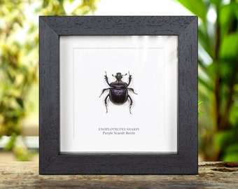 Rare Metallic Rainbow Scarab Beetle Framed Taxidermy - Protaetia