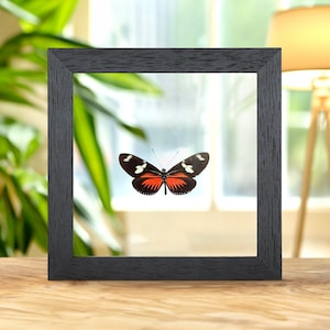 Doris Longwing In Clear Glass Box Frame (Heliconius doris)