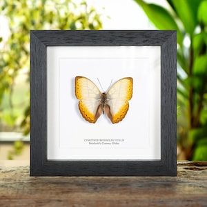 Reinhold&#39;s Creamy Glider Butterfly In Box Frame (Cymothoe reinholdi vitalis)