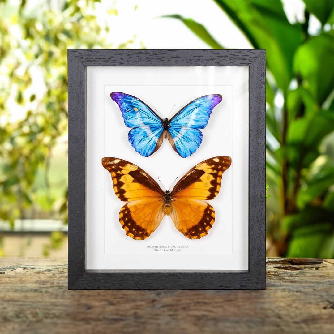 Helena Morpho Butterfly Male & Female Pair in Box Frame (morpho