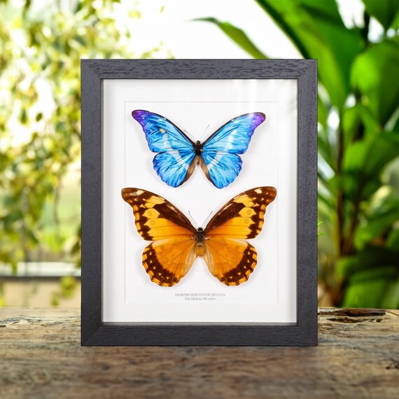 Helena Morpho Butterfly Male & Female Pair in Box Frame (morpho
