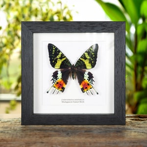 Madagascan Sunset Moth In Box Frame (Chrysiridia rhipheus)