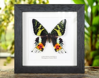 May include: A framed black and white photograph of a Madagascar Sunset Moth, Chrysridia Rhipheus, with yellow, black, red, and orange markings. The moth is displayed on a white background with the scientific name and common name printed below.