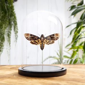 May include: A glass dome with a black base displays a preserved Death's-head Hawkmoth with brown, yellow, and black markings. The moth is mounted on a pin and positioned in the center of the dome.