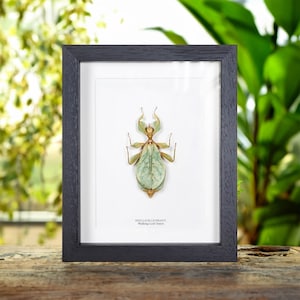 Walking Leaf Insect in Box Frame (Phyllium letiranti)