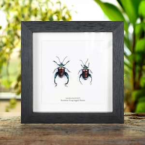 Rainbow Frog-legged Beetles In Box Frame (Sagra buqueti)