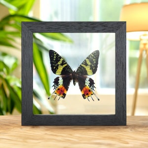 Madagascan Sunset Moth In Clear Glass Box Frame (Chrysiridia rhipheus)