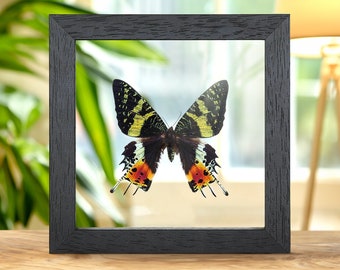 Madagascan Sunset Moth in Clear Glass Frame (Chrysiridia rhipheus)