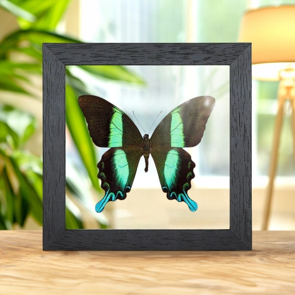 The Peacock Butterfly in Clear Glass Frame (Papilio blumei)