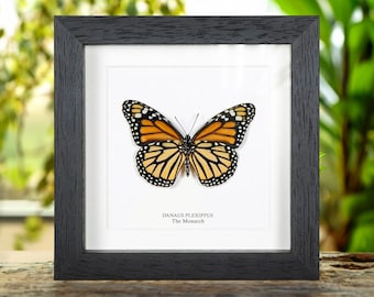 Puede incluir: Una imagen enmarcada en blanco y negro de una mariposa monarca con el texto "Danaus Plexippus The Monarch" debajo.