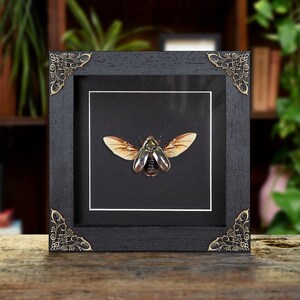 Silver Scarab Beetle In Baroque Style Frame (Chrysina chrysargirea)
