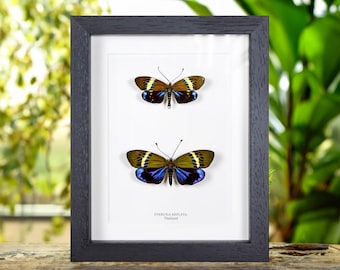 Eterusia repleta Moth Male &amp; Female Pair In Box Frame From Thailand