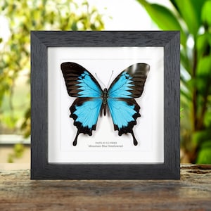 Mountain Blue Swallowtail in Box Frame (Papilio ulysses)