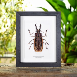 Male Sabertooth Longhorn Beetle in Box Frame (Macrodontia cervicornis)