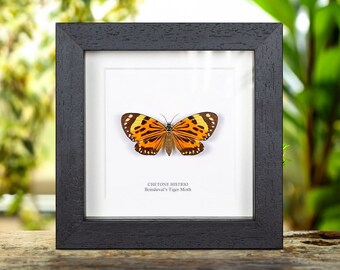 Boisduval's Tiger Moth in Box Frame (Chetone histrio)