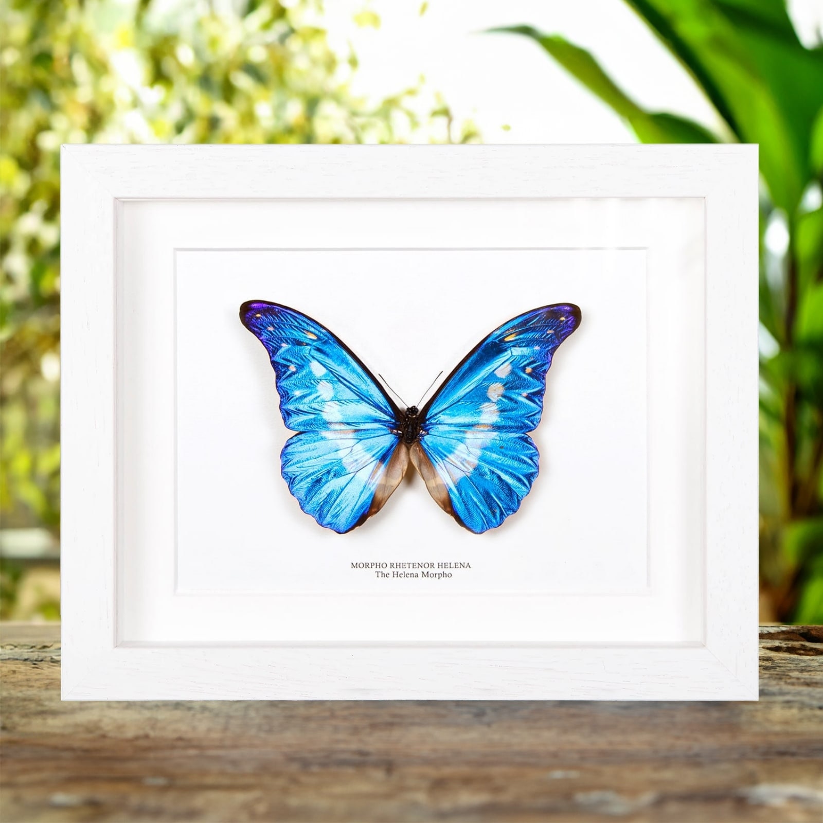 Helena Morpho Butterfly in Box Frame (morpho Rhetenor Helena) - Etsy