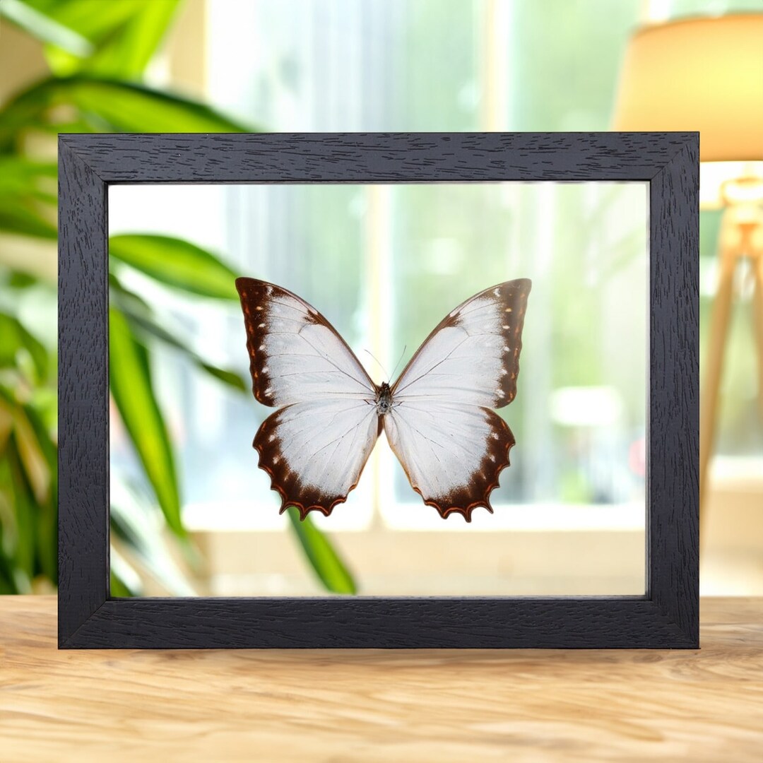 Theseus Morpho Butterfly in Clear Glass Box Frame (morpho Theseus