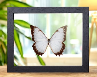 Helena Morpho Butterfly in Clear Glass Frame (morpho Rhetenor