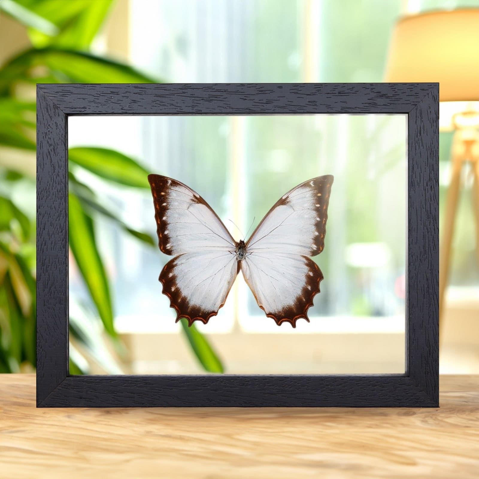 Theseus Morpho Butterfly in Clear Glass Box Frame (morpho Theseus
