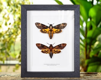 Atropos vs. Lachesis Death's Head Hawk Moth Frame