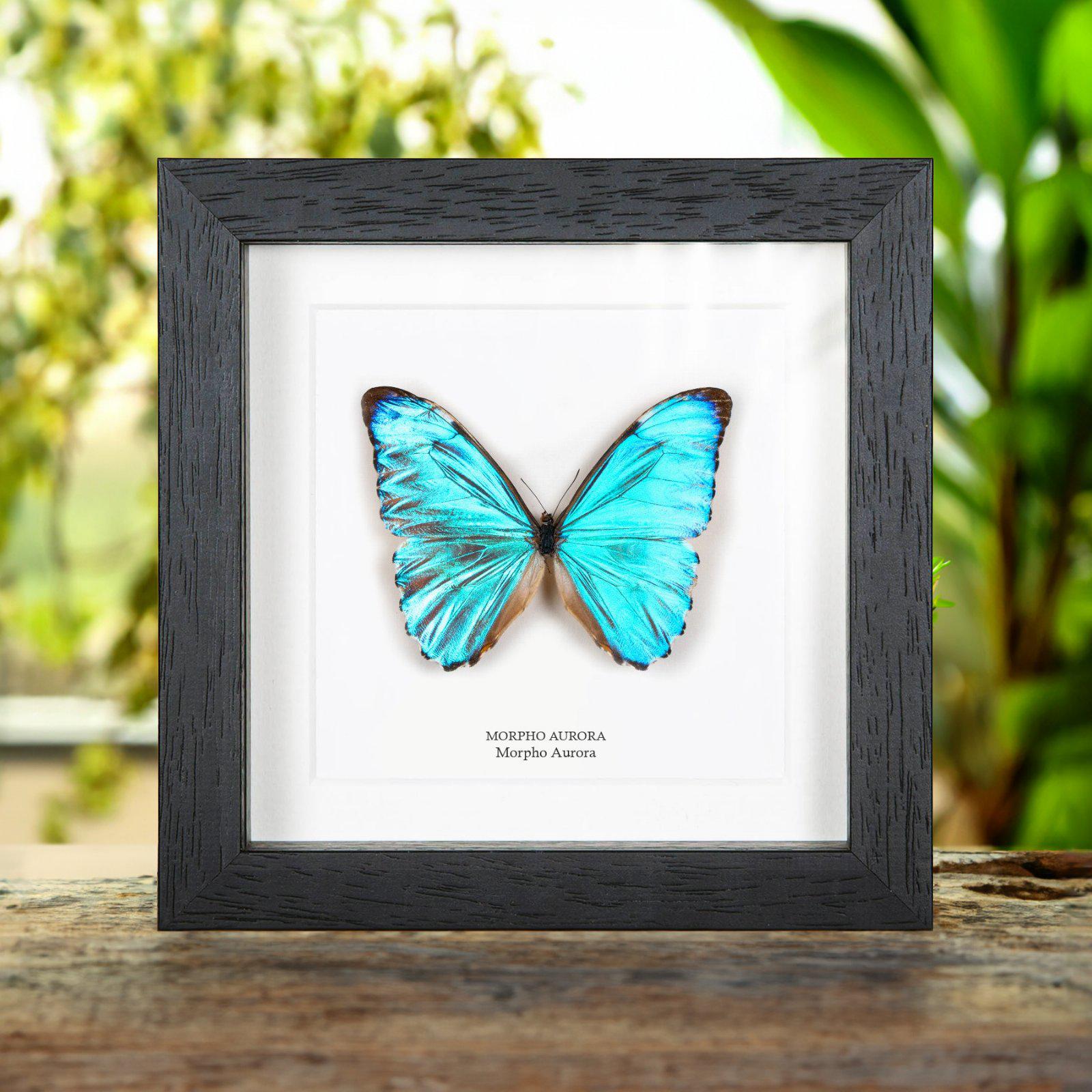 Morpho Aurora - Etsy