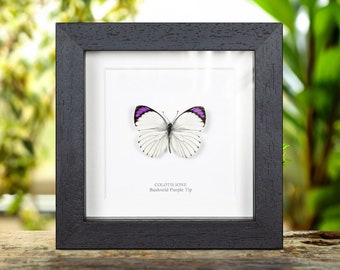 Bushveld Purple Tip Butterfly in Box Frame (Colotis ione)