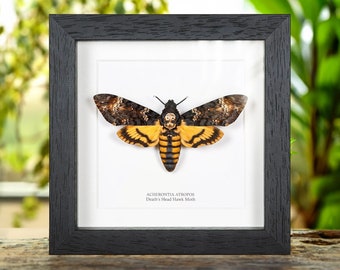 Death's Head Moth in Box Frame (Acherontia atropos)